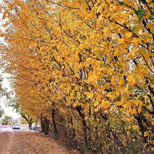 هادی نیکخواه با خیال تو روزای سرد حالا موندم با بی کسیام به دنیا درد